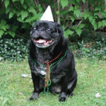 Dog Birthday Party Stout Art